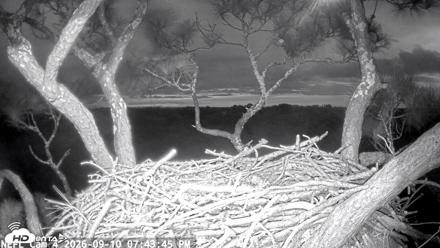 NE Florida Eagles Live Webcam - Sep 10, 2026, 7:45pm EDT