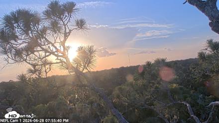 NE Florida Eagles Live Webcam - Jun 28, 2026, 7:56pm EDT