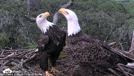 NE Florida Eagles Live Webcam - Sep 11, 2026, 7:44pm EDT
