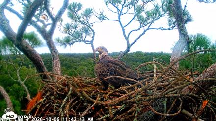 NE Florida Eagles Live Webcam - Oct 6, 2026, 11:43am EDT