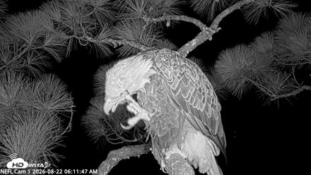 NE Florida Eagles Live Webcam - Aug 22, 2026, 6:12am EDT