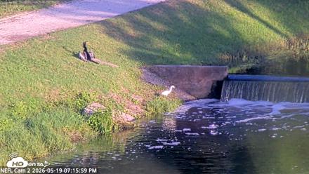NE Florida Eagles Live Webcam - May 19, 2026, 7:16pm EDT
