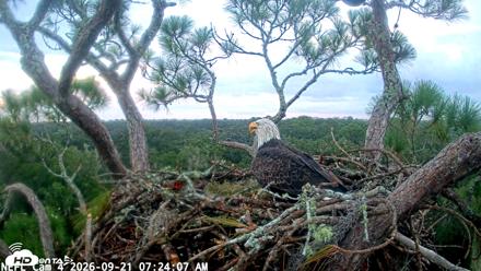 NE Florida Eagles Live Webcam - Sep 21, 2026, 7:25am EDT
