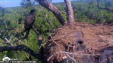NE Florida Eagles Live Webcam - Apr 12, 2026, 10:03am EDT