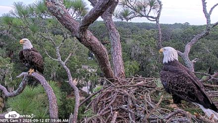 NE Florida Eagles Live Webcam - Sep 12, 2026, 7:20am EDT