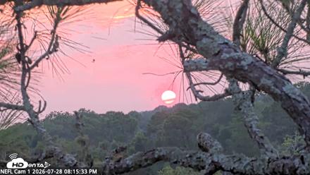 NE Florida Eagles Live Webcam - Jul 28, 2026, 8:16pm EDT