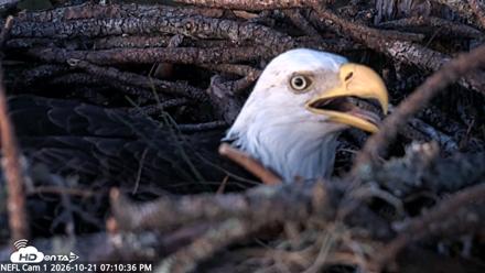 NE Florida Eagles Live Webcam - Oct 21, 2026, 7:11pm EDT