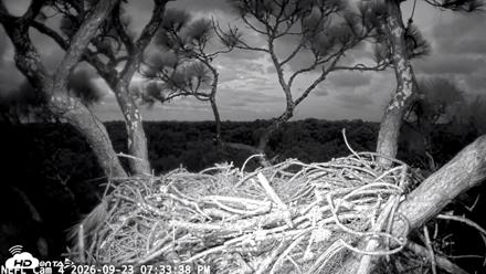 NE Florida Eagles Live Webcam - Sep 23, 2026, 7:34pm EDT