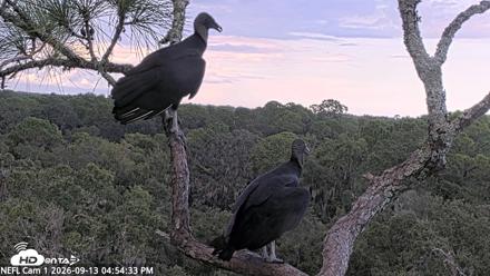 NE Florida Eagles Live Webcam - Sep 13, 2026, 4:55pm EDT