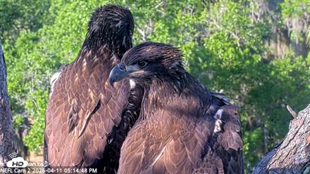 NE Florida Eagles Live Webcam - Apr 11, 2026, 5:15pm EDT