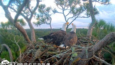 NE Florida Eagles Live Webcam - Sep 21, 2026, 7:55am EDT