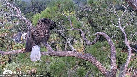 NE Florida Eagles Live Webcam - Sep 22, 2026, 10:42am EDT