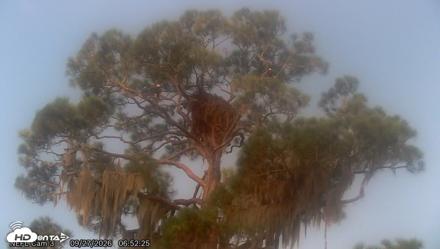 NE Florida Eagles Live Webcam - Sep 27, 2026, 6:53am EDT