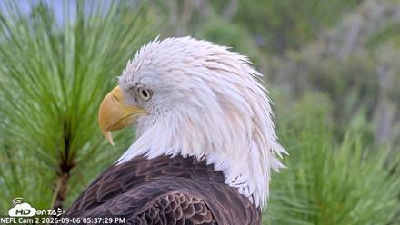 NE Florida Eagles Live Webcam - Sep 6, 2026, 5:38pm EDT