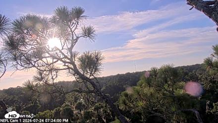NE Florida Eagles Live Webcam - Jul 24, 2026, 7:24pm EDT