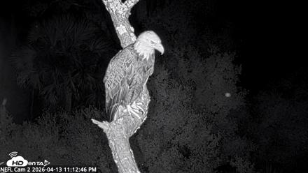 NE Florida Eagles Live Webcam - Apr 13, 2026, 11:13pm EDT