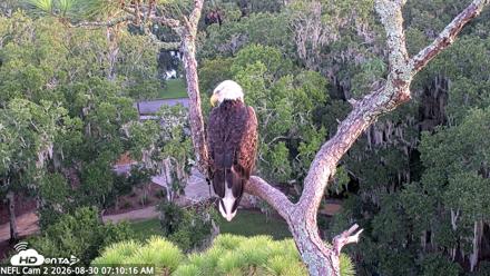 NE Florida Eagles Live Webcam - Aug 30, 2026, 7:11am EDT