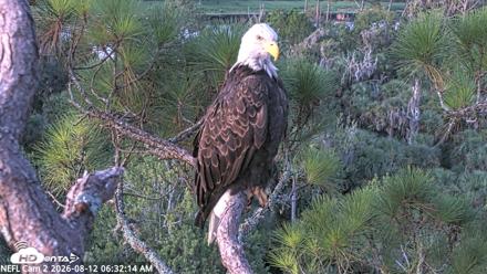 NE Florida Eagles Live Webcam - Aug 12, 2026, 6:33am EDT