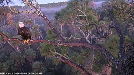 NE Florida Eagles Live Webcam - Jan 9, 2026, 6:55am EST