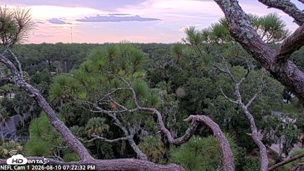 NE Florida Eagles Live Webcam - Aug 10, 2026, 7:23pm EDT