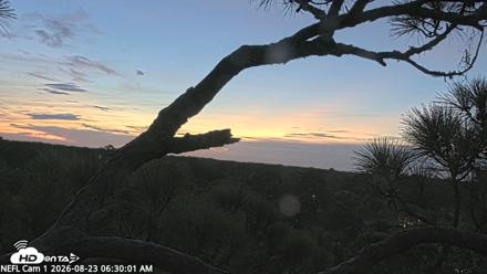 NE Florida Eagles Live Webcam - Aug 23, 2026, 6:30am EDT