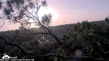 NE Florida Eagles Live Webcam - Jul 9, 2026, 7:50pm EDT