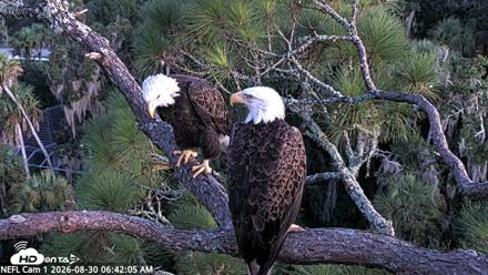 NE Florida Eagles Live Webcam - Aug 30, 2026, 6:43am EDT