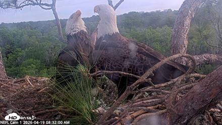NE Florida Eagles Live Webcam - Apr 19, 2026, 8:32am EDT