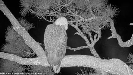 NE Florida Eagles Live Webcam - Jan 8, 2026, 2:01am EST