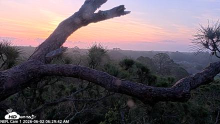 NE Florida Eagles Live Webcam - Jun 2, 2026, 6:31am EDT