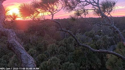NE Florida Eagles Live Webcam - Nov 6, 2025, 5:49pm EST