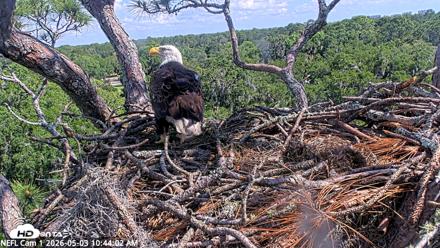 NE Florida Eagles Live Webcam - May 3, 2026, 10:45am EDT
