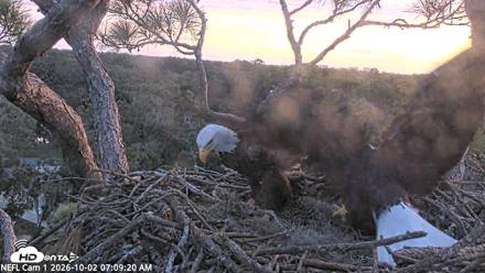 NE Florida Eagles Live Webcam - Oct 2, 2026, 7:10am EDT