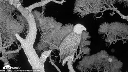 NE Florida Eagles Live Webcam - Sep 8, 2026, 6:20am EDT