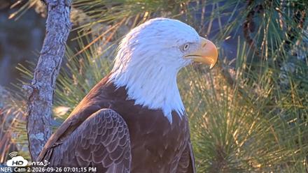 NE Florida Eagles Live Webcam - Sep 26, 2026, 7:02pm EDT