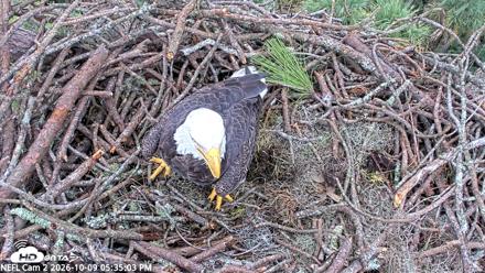 NE Florida Eagles Live Webcam - Oct 9, 2026, 5:36pm EDT