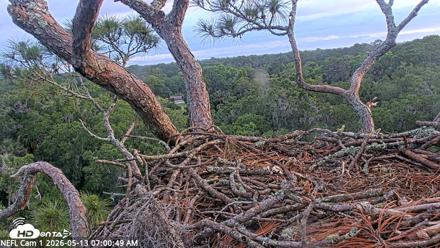 NE Florida Eagles Live Webcam - May 13, 2026, 7:02am EDT