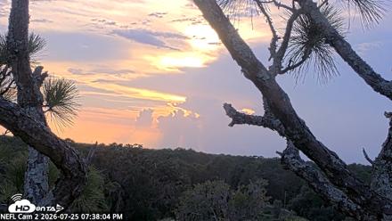 NE Florida Eagles Live Webcam - Jul 25, 2026, 7:38pm EDT