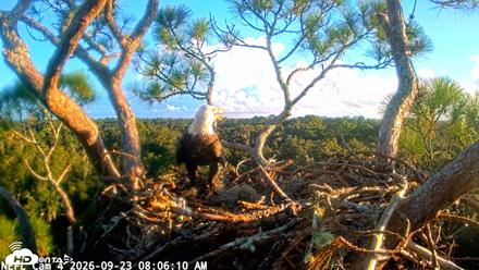 NE Florida Eagles Live Webcam - Sep 23, 2026, 8:06am EDT