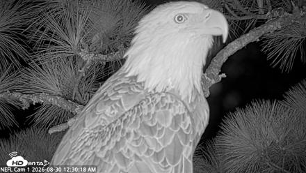 NE Florida Eagles Live Webcam - Aug 30, 2026, 12:31am EDT