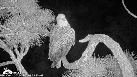NE Florida Eagles Live Webcam - Sep 2, 2026, 2:39am EDT
