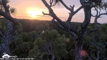 NE Florida Eagles Live Webcam - Aug 10, 2026, 7:53pm EDT
