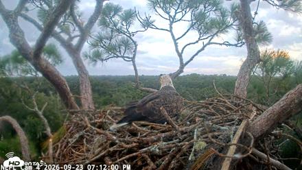NE Florida Eagles Live Webcam - Sep 23, 2026, 7:12pm EDT