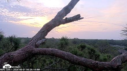 NE Florida Eagles Live Webcam - Jun 1, 2026, 6:27am EDT
