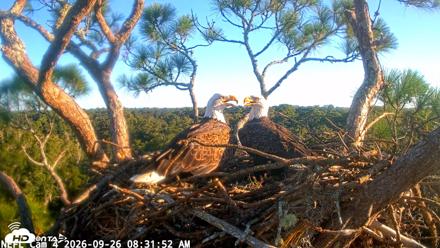 NE Florida Eagles Live Webcam - Sep 26, 2026, 8:32am EDT