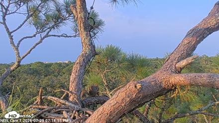 NE Florida Eagles Live Webcam - Jul 29, 2026, 7:19pm EDT