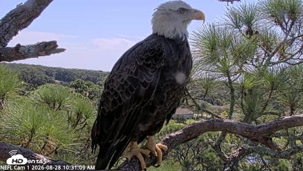 NE Florida Eagles Live Webcam - Aug 28, 2026, 10:32am EDT