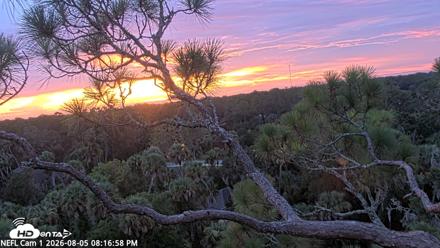 NE Florida Eagles Live Webcam - Aug 5, 2026, 8:17pm EDT