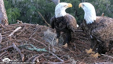 NE Florida Eagles Live Webcam - Aug 30, 2026, 6:58am EDT