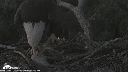 NE Florida Eagles Live Webcam - Sep 30, 2026, 7:39pm EDT
